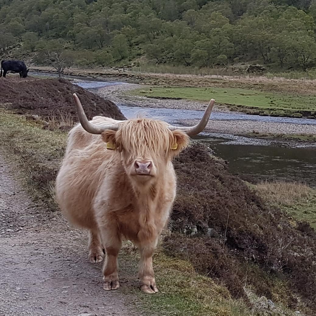 Highland Coo, Calum Munro